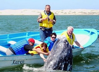  Whale greeting 